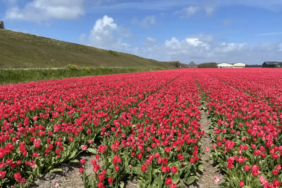 Flower fields Julianadorp